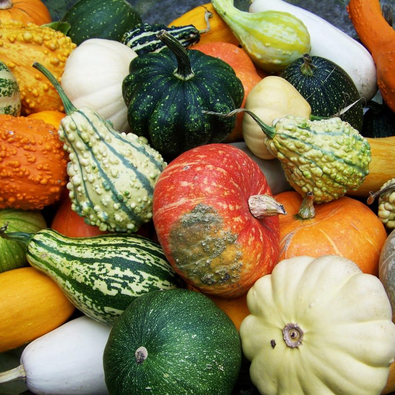 pumpkins-2931235_1920